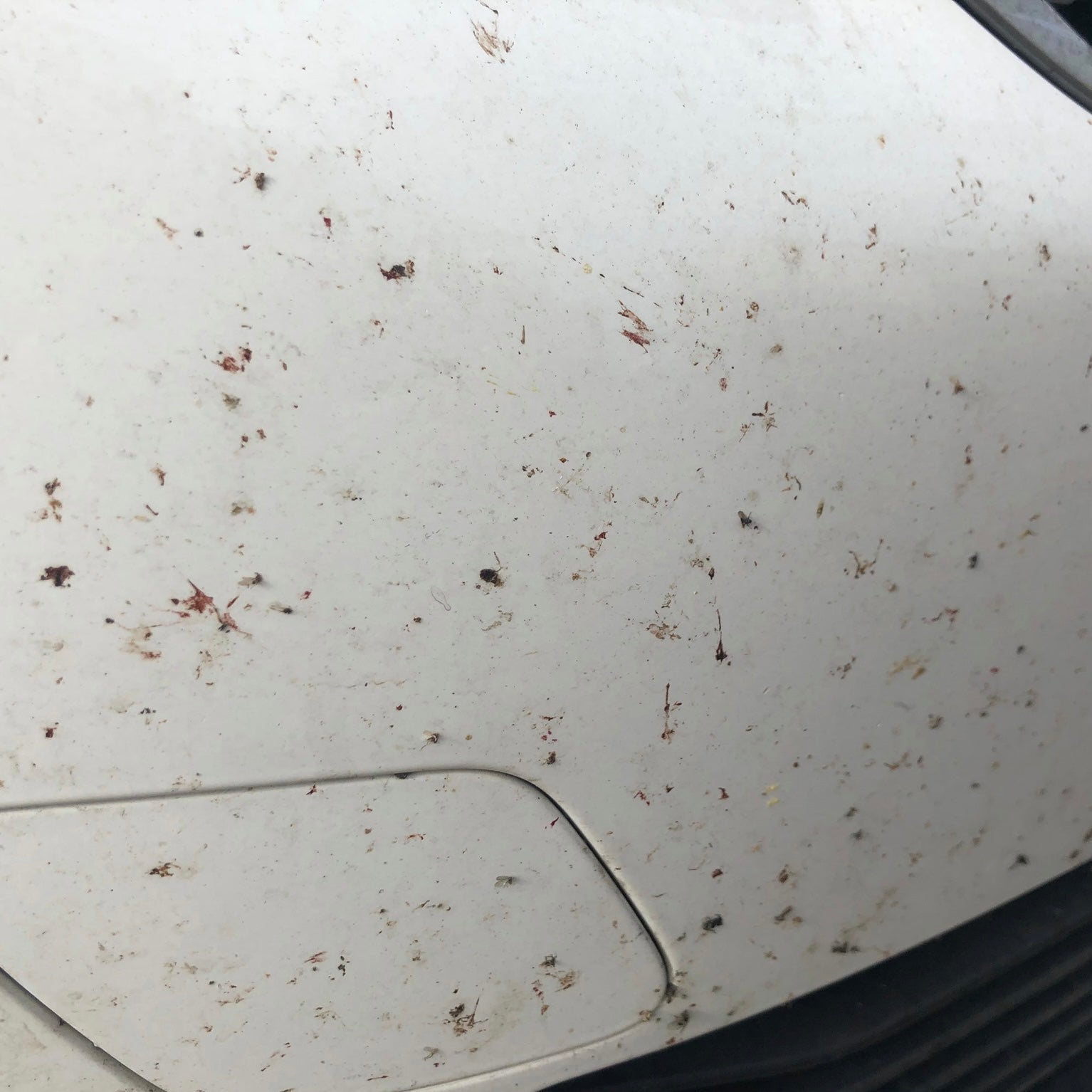 Insect Strip - Infinity Wax